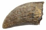 Serrated, Fossil Tyrannosaurus (Trex) Tooth - Wyoming #299752-1